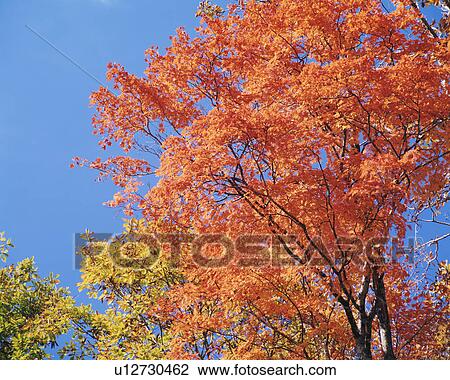Autumnal leaves, Towada, Aomori Prefecture, Japan View Large Photo Image Stock Image - Autumnal leaves, Towada, Aomori Prefecture, Japan. Fotosearch