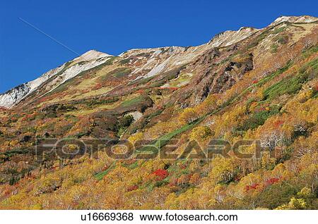 Autumnal leaves, Tsugaike plateau, Otari-son, Nagano Prefecture, Japan View Large Photo Image Stock Photo - Autumnal leaves, Tsugaike plateau, Otari-son, Nagano Prefecture, Japan. Fotosearch