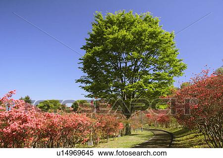 Stock Photography - Azalea bushes and a zelkova tree, Yaita, Tochigi Prefecture, Japan. Fotosearch