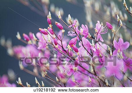 Stock Image - Azalea, Nikko, Tochigi Prefecture, Japan. Fotosearch