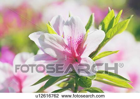 Stock Image - Azalea. Fotosearch