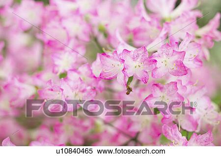 Stock Photography - Azalea. Fotosearch