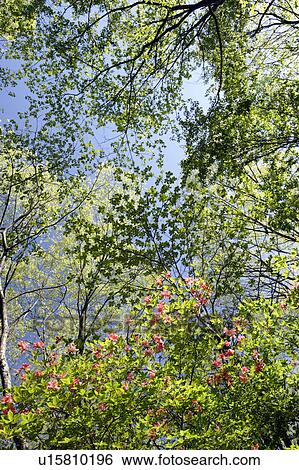 Azalea tree in a forest. Nikko, Tochigi Prefecture, Japan View Large Photo Image Stock Photograph - Azalea tree in a forest. Nikko, Tochigi Prefecture, Japan. Fotosearch