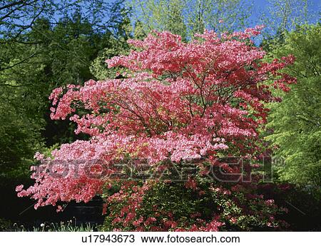 Stock Image - Azalea tree. Fotosearch