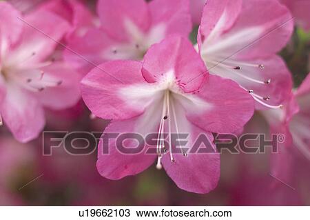 Stock Image - Azaleas. Fotosearch