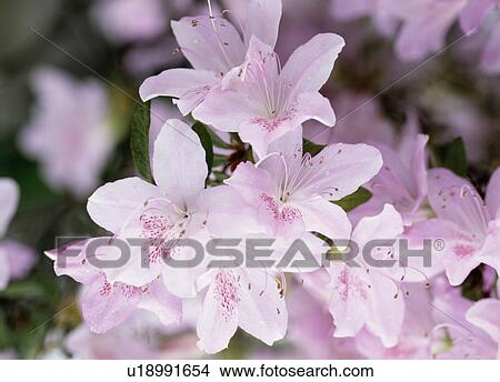 Picture - Azaleas, Tochigi Prefecture, Japan. Fotosearch