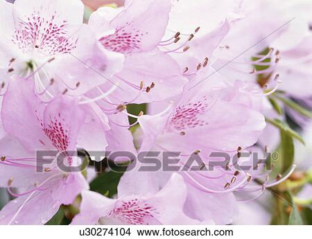 Picture - Azaleas, Tochigi Prefecture, Japan. Fotosearch