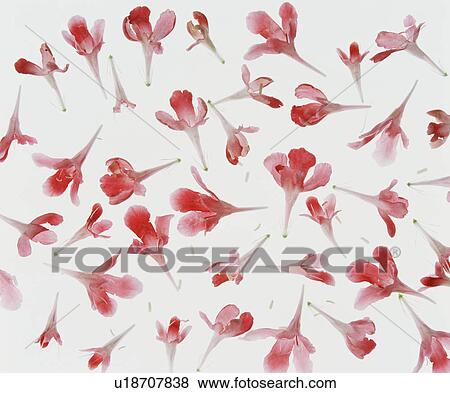Stock Photo - Background of flowers. Fotosearch