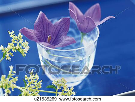 Balloon flowers in a glass of water View Large Photo Image Stock Photo - Balloon flowers in a glass of water. Fotosearch