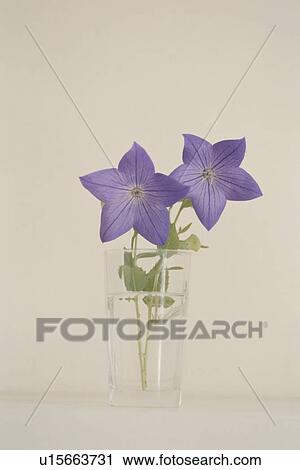 Balloon flowers in a glass View Large Photo Image Stock Image - Balloon flowers in a glass. Fotosearch