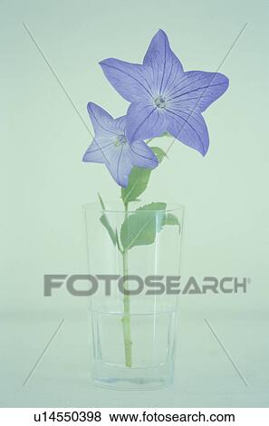 Stock Photo - Balloon flowers in a glass. Fotosearch