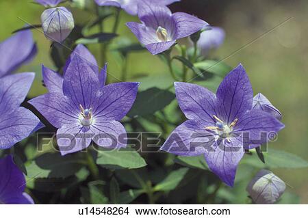 Picture - Balloon flowers. Fotosearch