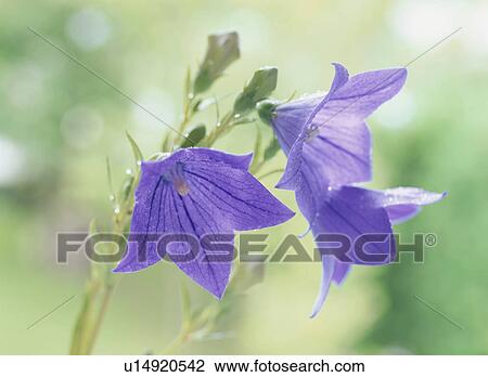 Stock Image - Balloon flowers. Fotosearch