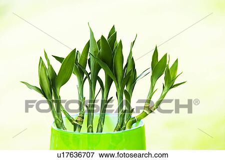 Stock Photo - Bamboo shoots in green vase. Fotosearch