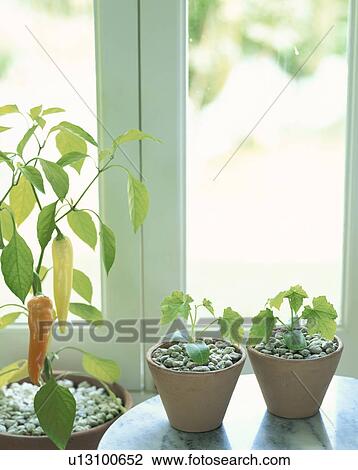 Banana pepper and loofah seedling View Large Photo Image Stock Image - Banana pepper and loofah seedling. Fotosearch