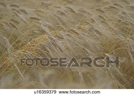 Stock Photo - Barley field. Fotosearch