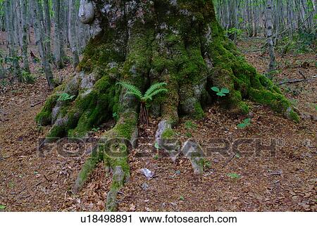 Stock Image - Base of a beech tree, Iwate Prefecture, Japan. Fotosearch