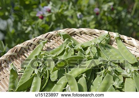Basket of peas View Large Photo Image Stock Photo - Basket of peas. Fotosearch