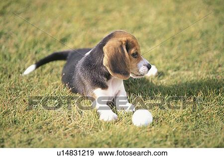 Beagle puppy on lawn with a ball View Large Photo Image Stock Photo - Beagle puppy on lawn with a ball. Fotosearch