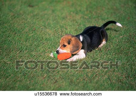 Stock Photo - Beagle puppy playing with a toy carrot, Tochigi Prefecture, Japan. Fotosearch