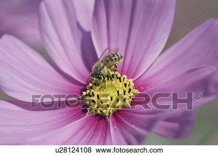 Bee feeding on a cosmos flower View Large Photo Image Stock Photo - Bee feeding on a cosmos flower. Fotosearch