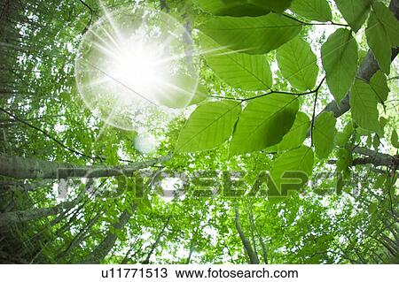 Beech forest, Appi-kogen, Hachimantai, Iwate Prefecture, Japan View Large Photo Image Stock Image - Beech forest, Appi-kogen, Hachimantai, Iwate Prefecture, Japan. Fotosearch