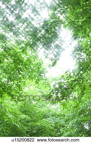 Stock Image - Beech forest, Appi-kogen, Hachimantai, Iwate Prefecture, Japan. Fotosearch