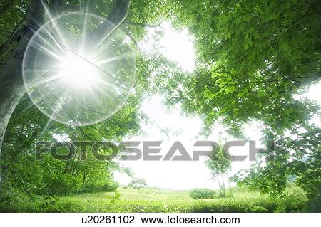 Beech forest, Appi-kogen, Hachimantai, Iwate Prefecture, Japan View Large Photo Image Stock Image - Beech forest, Appi-kogen, Hachimantai, Iwate Prefecture, Japan. Fotosearch