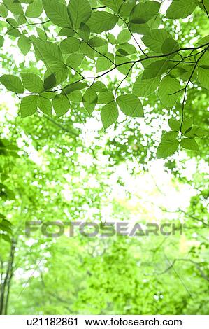 Stock Image - Beech forest, Appi-kogen, Hachimantai, Iwate Prefecture, Japan. Fotosearch
