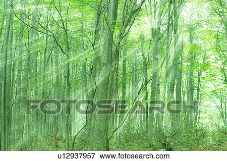 Stock Photo - Beech forest, Appi-kogen, Hachimantai, Iwate Prefecture, Japan. Fotosearch