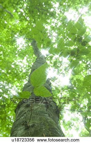 Beech forest, Appi-kogen, Hachimantai, Iwate Prefecture, Japan View Large Photo Image Stock Photograph - Beech forest, Appi-kogen, Hachimantai, Iwate Prefecture, Japan. Fotosearch