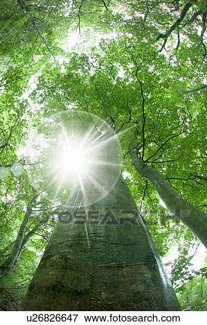 Stock Photo - Beech forest, Gassan, Shonai-machi, Yamagata Prefecture, Japan. Fotosearch