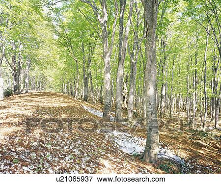 Stock Photo - Beech forest. Hakkouda, Aomori Prefecture, Japan. Fotosearch