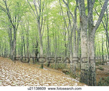 Stock Photo - Beech forest. Hakkouda, Aomori Prefecture, Japan. Fotosearch