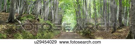 Beech forest, Matsudai-machi, Tokamachi, Niigata Prefecture, Japan View Large Photo Image Stock Photo - Beech forest, Matsudai-machi, Tokamachi, Niigata Prefecture, Japan. Fotosearch