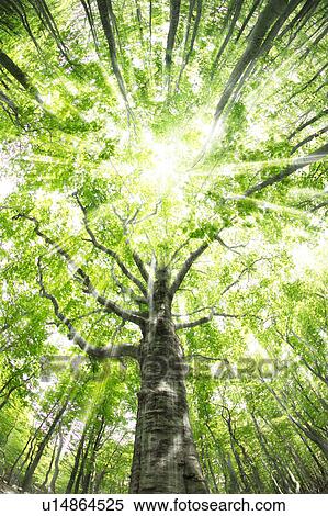 Beech forest, Mt Hakkoda, Aomori Prefecture, Japan View Large Photo Image Stock Photography - Beech forest, Mt Hakkoda, Aomori Prefecture, Japan. Fotosearch