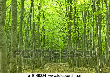 Beech forest, Tsuta-numa, Aomori Prefecture, Japan View Large Photo Image Picture - Beech forest, Tsuta-numa, Aomori Prefecture, Japan. Fotosearch