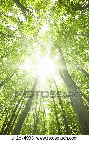 Beech forest, Tsuta-numa, Aomori Prefecture, Japan View Large Photo Image Stock Image - Beech forest, Tsuta-numa, Aomori Prefecture, Japan. Fotosearch