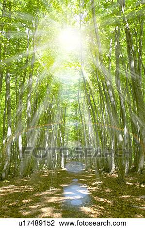 Stock Image - Beech forest, Tsuta-numa, Aomori Prefecture, Japan. Fotosearch