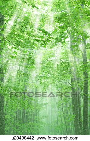 Beech forest, Tsuta-numa, Aomori Prefecture, Japan View Large Photo Image Stock Image - Beech forest, Tsuta-numa, Aomori Prefecture, Japan. Fotosearch