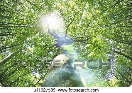 Stock Photo - Beech forest, Tsuta-numa, Aomori Prefecture, Japan. Fotosearch