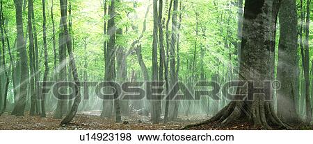 Stock Photo - Beech forest, Tsuta-numa, Aomori Prefecture, Japan. Fotosearch