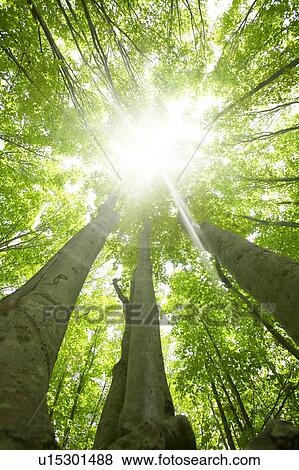 Beech forest, Tsuta-numa, Aomori Prefecture, Japan View Large Photo Image Stock Photo - Beech forest, Tsuta-numa, Aomori Prefecture, Japan. Fotosearch