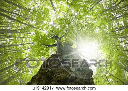 Stock Photo - Beech forest, Tsuta-numa, Aomori Prefecture, Japan. Fotosearch