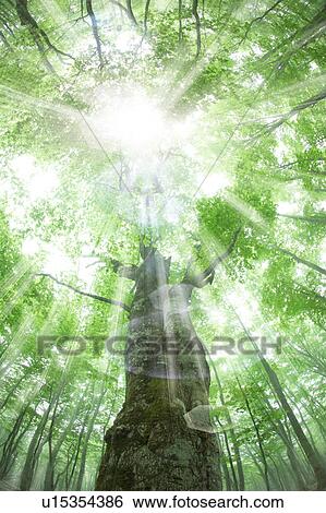 Stock Photograph - Beech forest, Tsuta-numa, Aomori Prefecture, Japan. Fotosearch