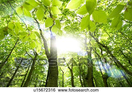 Beech forest, Tsuta-numa, Aomori Prefecture, Japan View Large Photo Image Stock Photograph - Beech forest, Tsuta-numa, Aomori Prefecture, Japan. Fotosearch