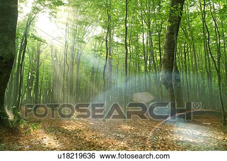 Beech forest, Tsuta-numa, Aomori Prefecture, Japan View Large Photo Image Stock Photograph - Beech forest, Tsuta-numa, Aomori Prefecture, Japan. Fotosearch