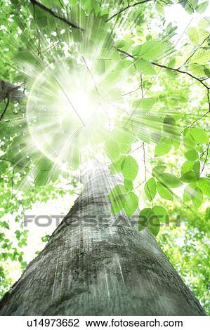 Beech tree trunk, Mt Hakkoda, Aomori Prefecture, Japan View Large Photo Image Stock Image - Beech tree trunk, Mt Hakkoda, Aomori Prefecture, Japan. Fotosearch