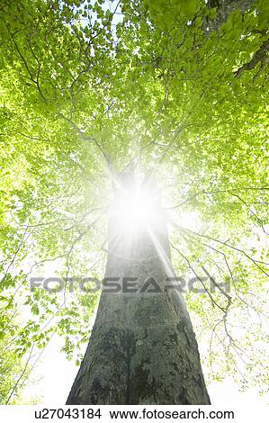 Picture - Beech tree trunk, Tsuta-numa, Aomori Prefecture, Japan. Fotosearch