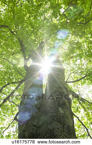 Beech tree trunk, Tsuta-numa, Aomori Prefecture, Japan View Large Photo Image Stock Photo - Beech tree trunk, Tsuta-numa, Aomori Prefecture, Japan. Fotosearch
